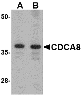Western blot analysis of CDCA8 in Rat kidney lysate with CDCA8 antibody at (A) 1 and (B) 2 μg/mL