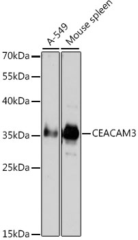 a06613 ceacam3 primary antiboties wb testing 1