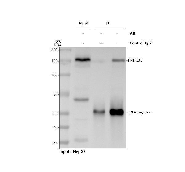 a06614 1 fndc3b primary antibodies ip testing 1