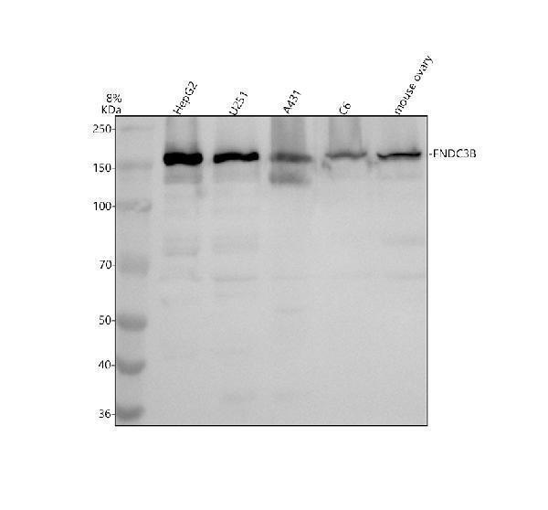 a06614 1 fndc3b primary antibodies wb testing 1