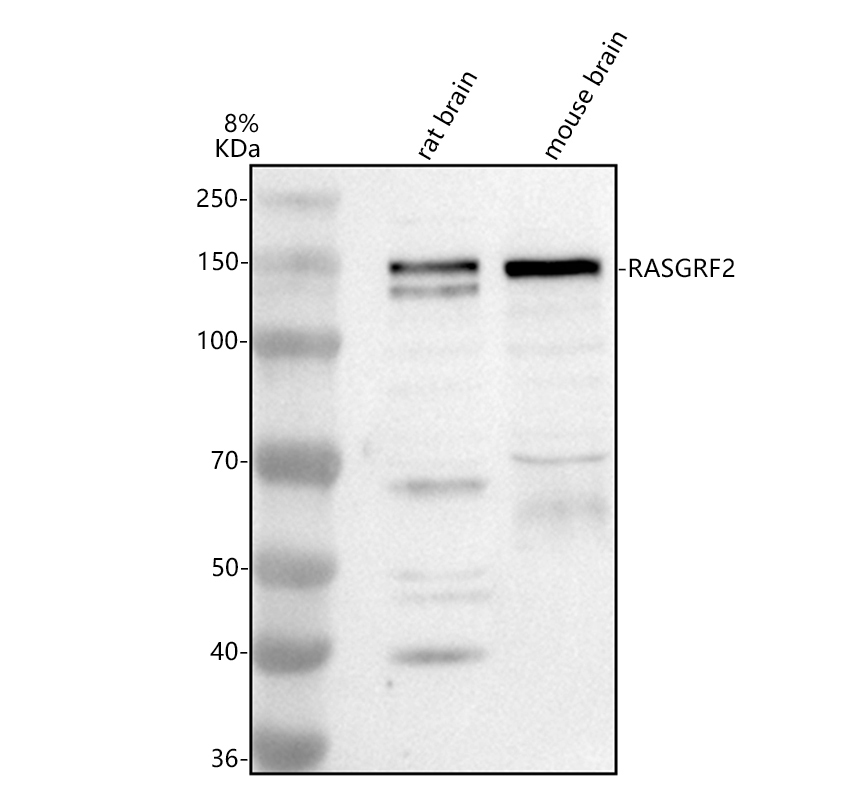a06617 1 rasgrf2 primary antibodies wb testing 1