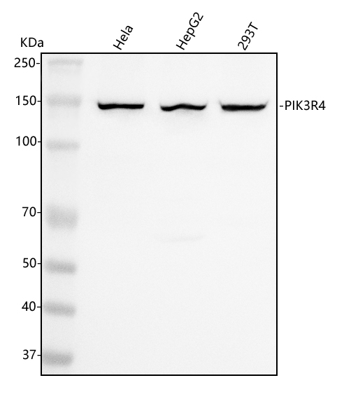  Western blot analysis of VPS15/PIK3R4 using anti-VPS15/PIK3R4 antibody (A06618-1)