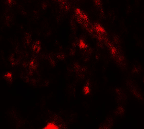 a06618 pik3r4 primary antibodies if testing 3