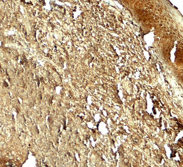 a06618 pik3r4 primary antibodies ihc testing 2