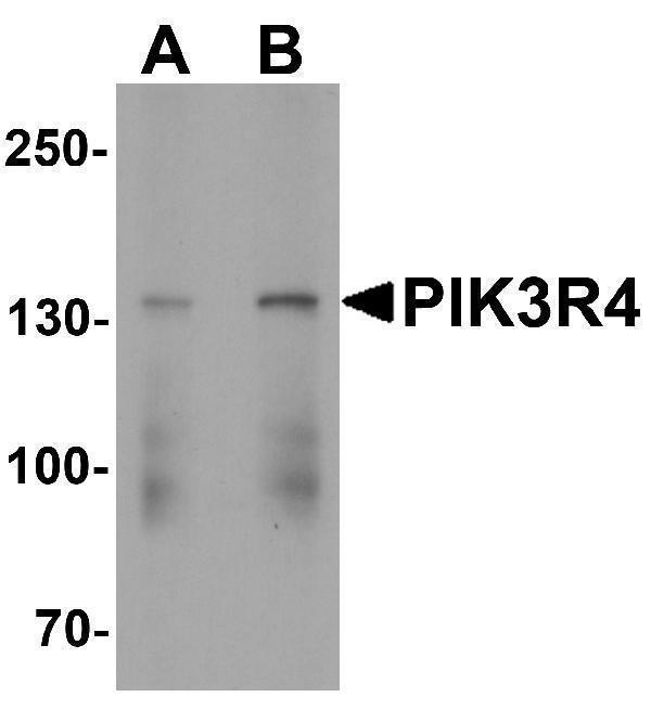 a06618 pik3r4 primary antibodies wb testing 1