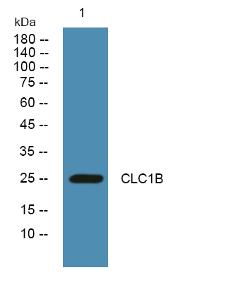 a06619 clec1b primary antibodies wb testing 1