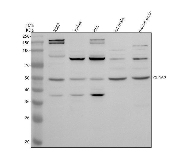 a06620 1 glra2 primary antibodies wb testing 1