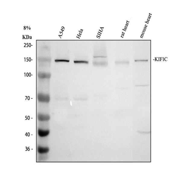 Western blot analysis of KIF1C using anti-KIF1C antibody (A06621-1)