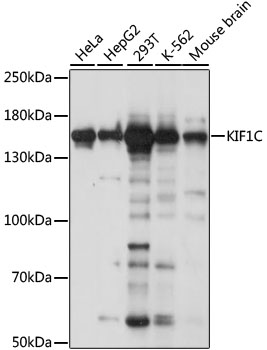 Western blot analysis of extracts of various cell lines, using KIF1C antibody  at 1:1000 dilution