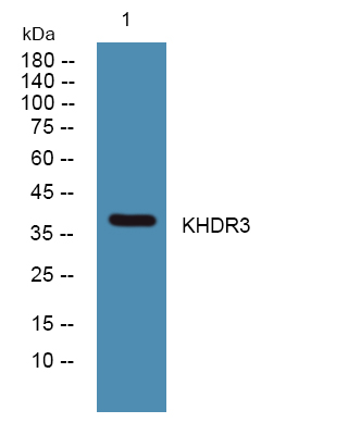 Western blot analysis of lysates from K562 cells, primary antibody was diluted at 1:1000, 4°over night