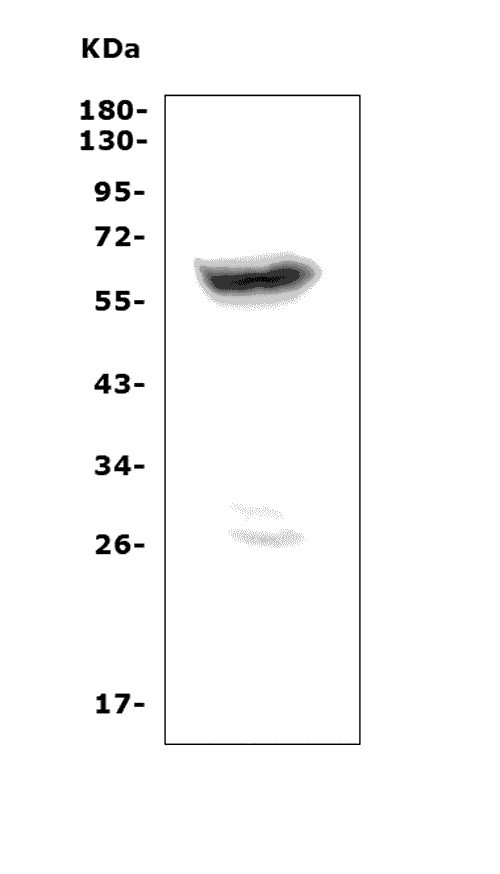 a06628 2 prame primary antibodies wb testing 1