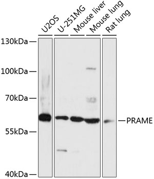 a06628 prame primary antiboties wb testing 1