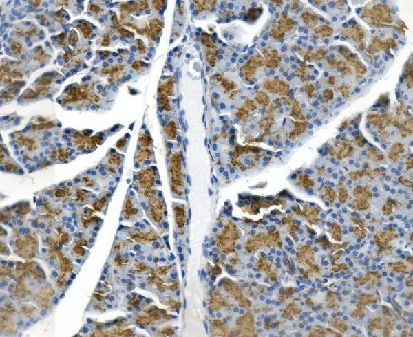 a06630 1 gp2 primary antibodies ihc testing 2