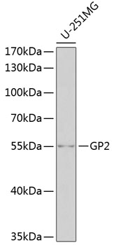 Western blot analysis of extracts of U-251MG cells, using GP2 antibody  at 1:1000 dilution
