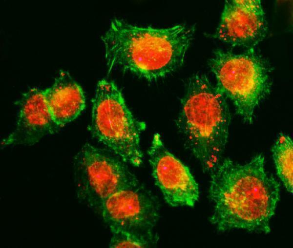 a06631 1 tor1aip1 primary antibodies if testing 2