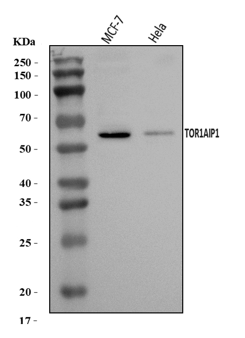 a06631 1 tor1aip1 primary antibodies wb testing 1