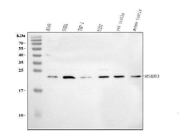 a06632 1 msrb3 primary antibodies wb testing 1