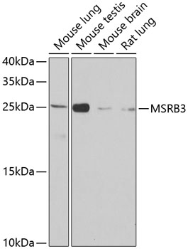 a06632 msrb3 primary antiboties wb testing 1