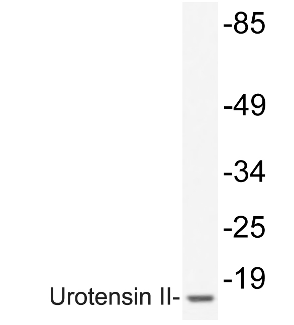 a06633 uts2 primary antibodies wb testing 1
