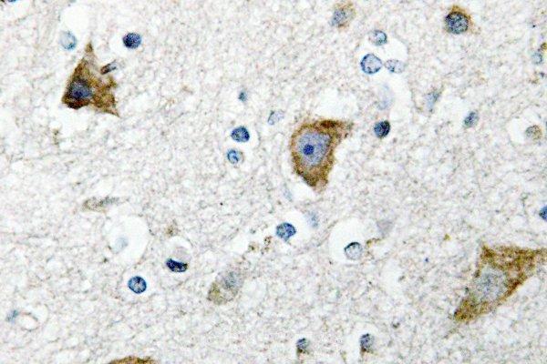 Immunohistochemistry (IHC) analyzes of Ribosomal Protein S20 (K67) pAb in paraffin-embedded human brain tissue