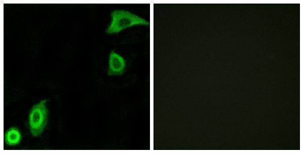 a06634s20 rps20 primary antibodies if testing 1
