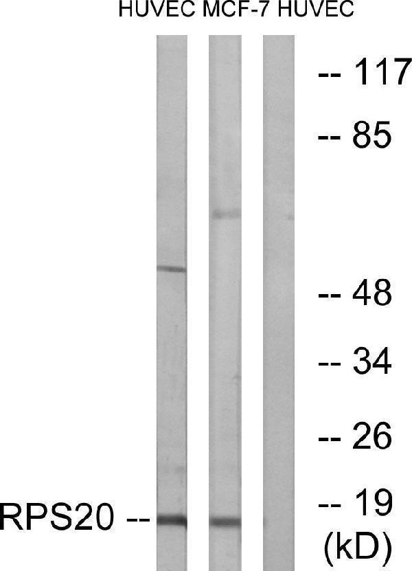 a06634s20 rps20 primary antibodies wb testing 2