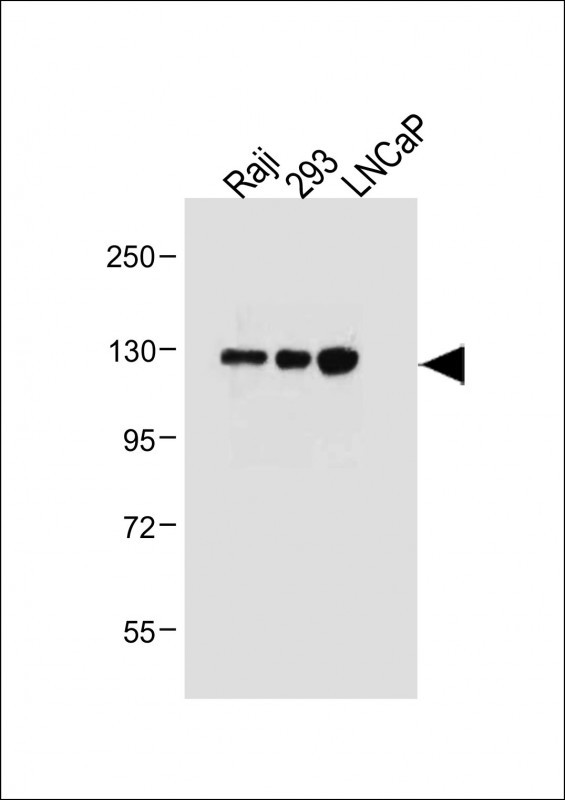 a06636 1 anti itga8 antibody c term wb testing 1