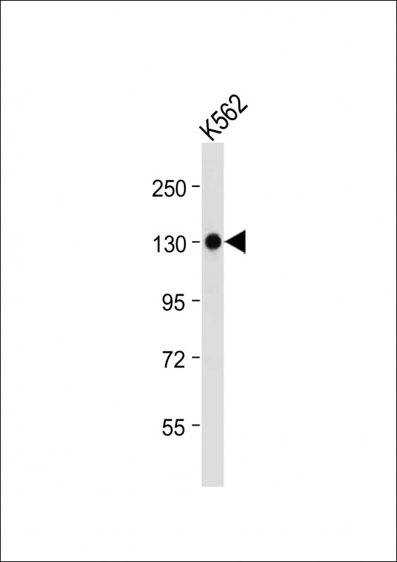a06636 1 anti itga8 antibody c term wb testing 2