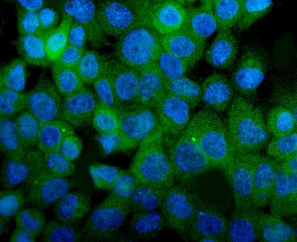  IF analysis of ITGA8 using anti-ITGA8 antibody (A06636-2)