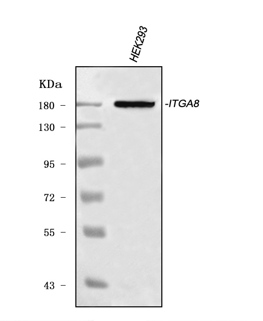 Western blot analysis of ITGA8 using anti-ITGA8 antibody (A06636-2)