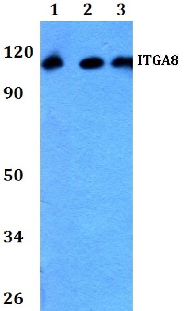 a06636 itga8 primary antiboties wb testing 1