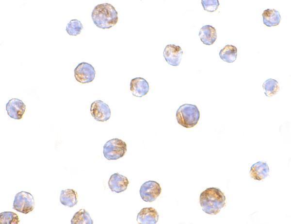 Immunocytochemistry of TIM-4 in Jurkat cells with TIM-4 antibody at 10 μg/mL