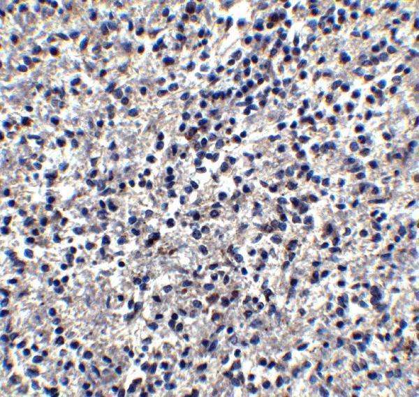 a06637 1 timd4 primary antibodies ihc testing 4