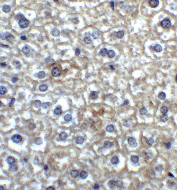 a06637 1 timd4 primary antibodies ihc testing 6