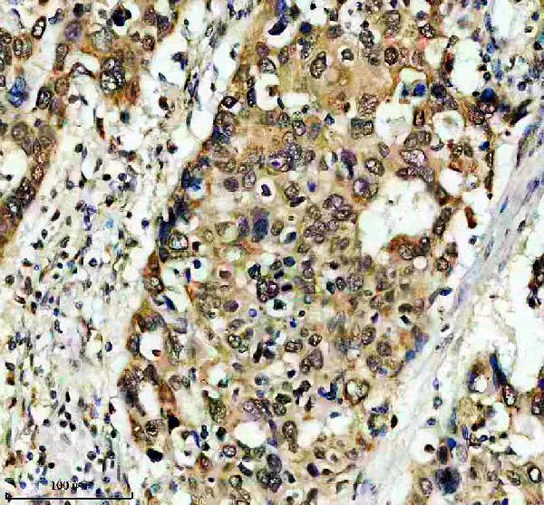 a06640 1 ero1a primary antibodies ihc testing 1