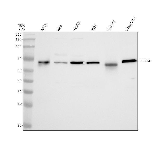 a06640 1 ero1a primary antibodies wb testing 1