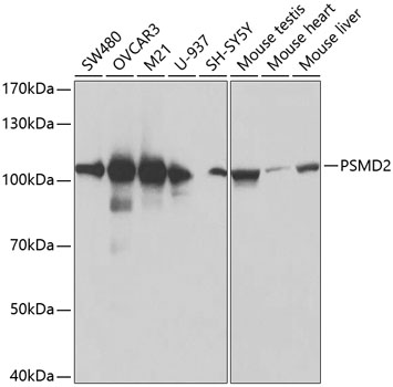 a06642 1 psmd2 primary antiboties wb testing 1