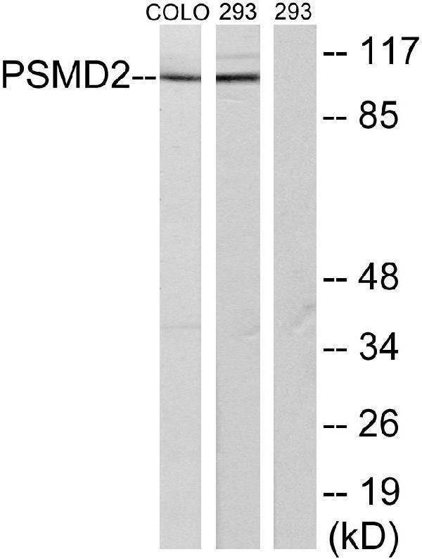 a06642 2 psmd2 primary antibodies wb testing 3