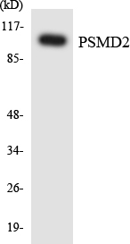 a06642 2 psmd2 primary antibodies wb testing 4