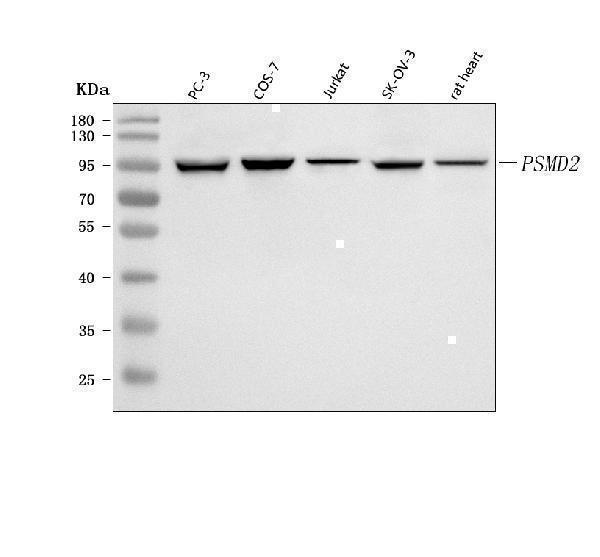  Western blot analysis of PSMD2 using anti-PSMD2 antibody (A06642-3)