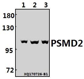a06642 psmd2 primary antiboties wb testing 1