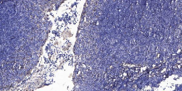 a06643 1 slc30a2 primary antibodies ihc testing 1