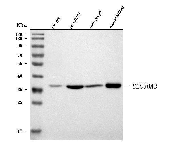 a06643 2 slc30a2 primary antibodies wb testing 1