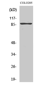 a06645 tlk2 primary antibodies wb testing 2