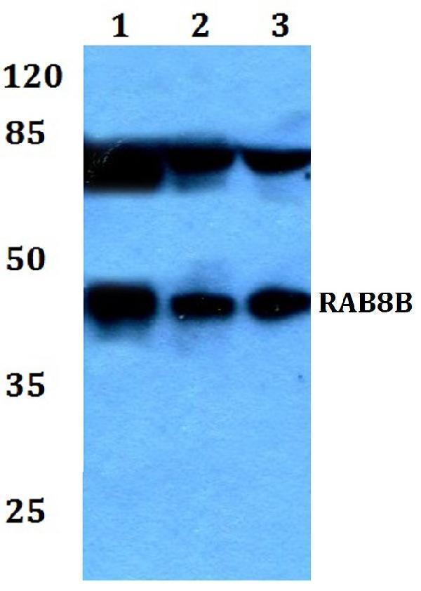 a06646 rab8b primary antiboties wb testing 1