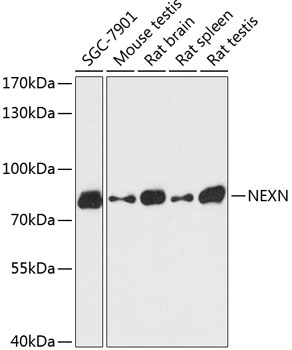Western blot analysis of extracts of various cell lines, using NEXN antibody  at 1:3000 dilution