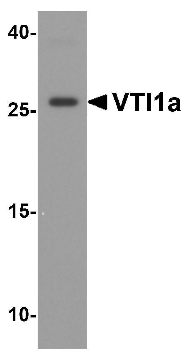 Western blot analysis of VTI1a in human brain tissue lysate with VTI1a antibody at 1 μg/ml