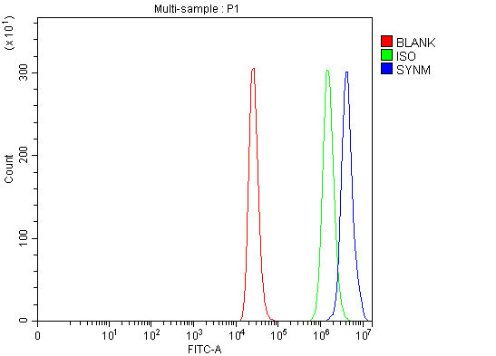  Flow Cytometry analysis of THP-1 cells using anti-SYNM antibody (A06653-1)