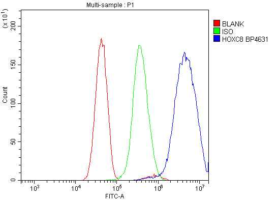  Flow Cytometry analysis of U251 cells using anti-HOXC8 antibody (A06655-1)