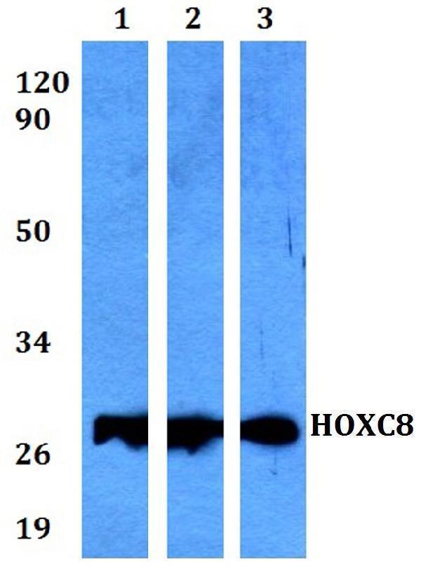 a06655 hoxc8 primary antiboties wb testing 1